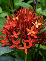 Tropicals copyright � almostedenplants.com